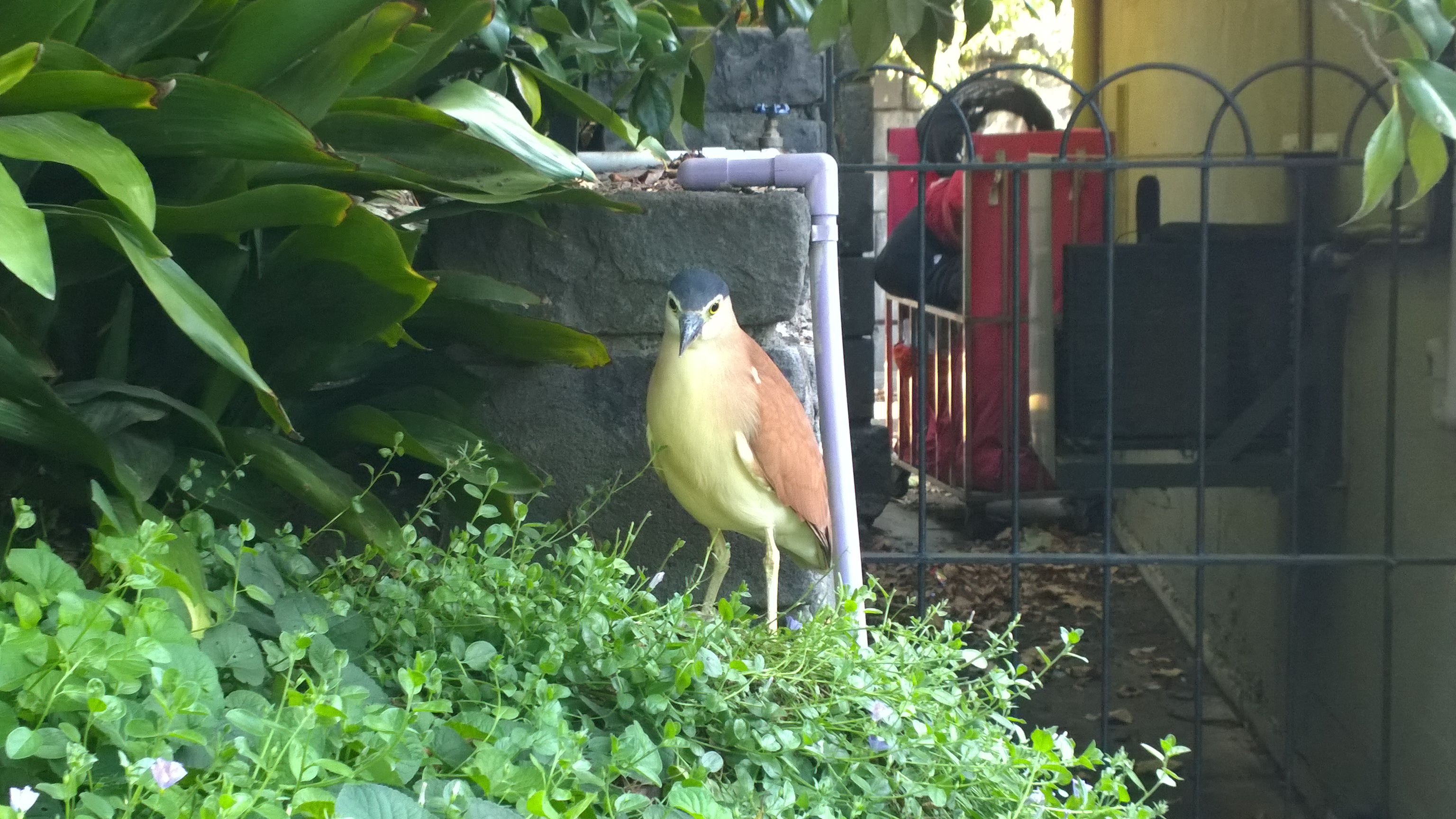 Brown And Yellow Bird In Garden, nature fine art print by UNFRAMED Archive, 24 x 16 in