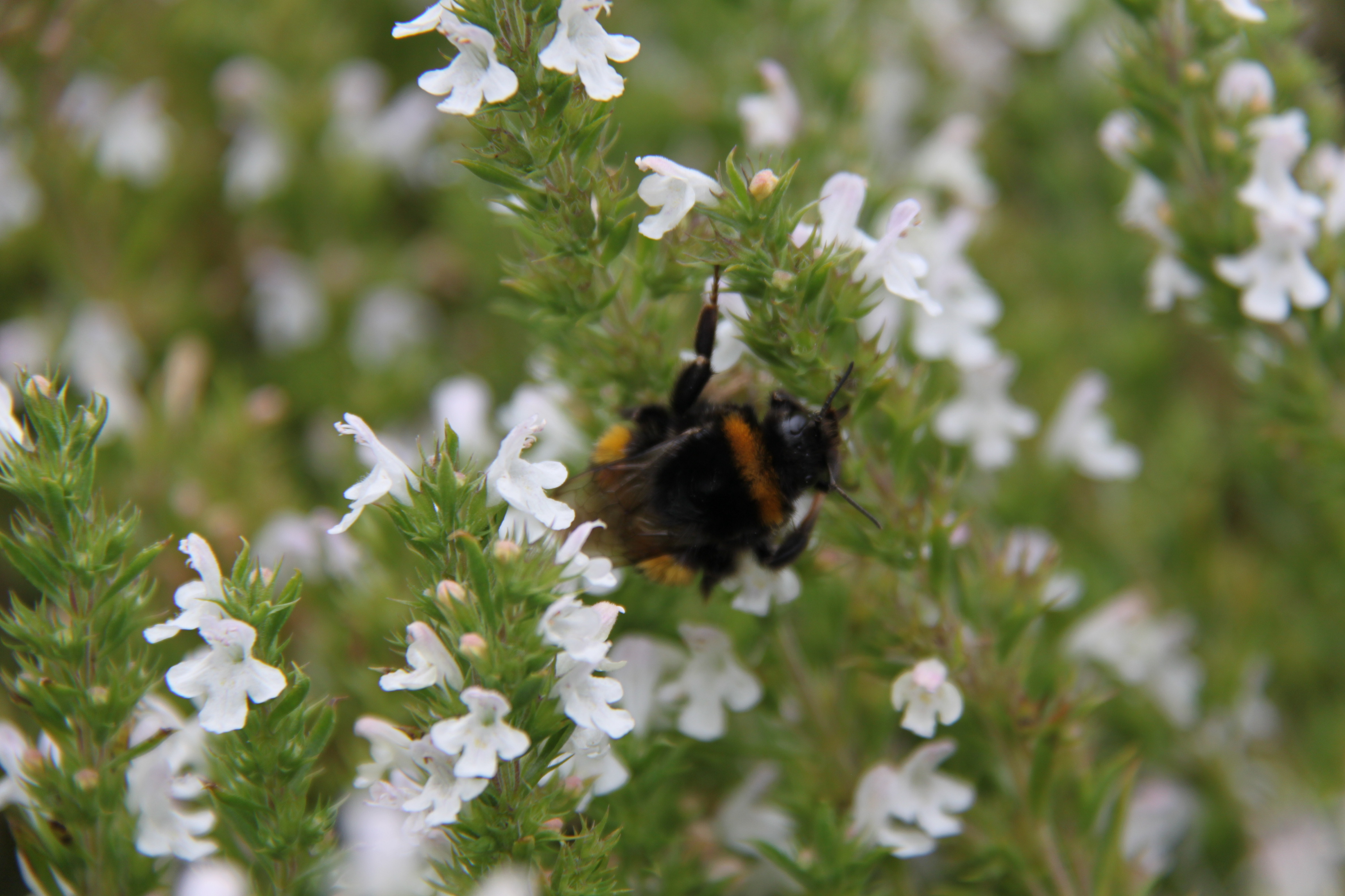 Bumblebee On White Flowers, nature fine art print by UNFRAMED Archive, 24 x 16 in