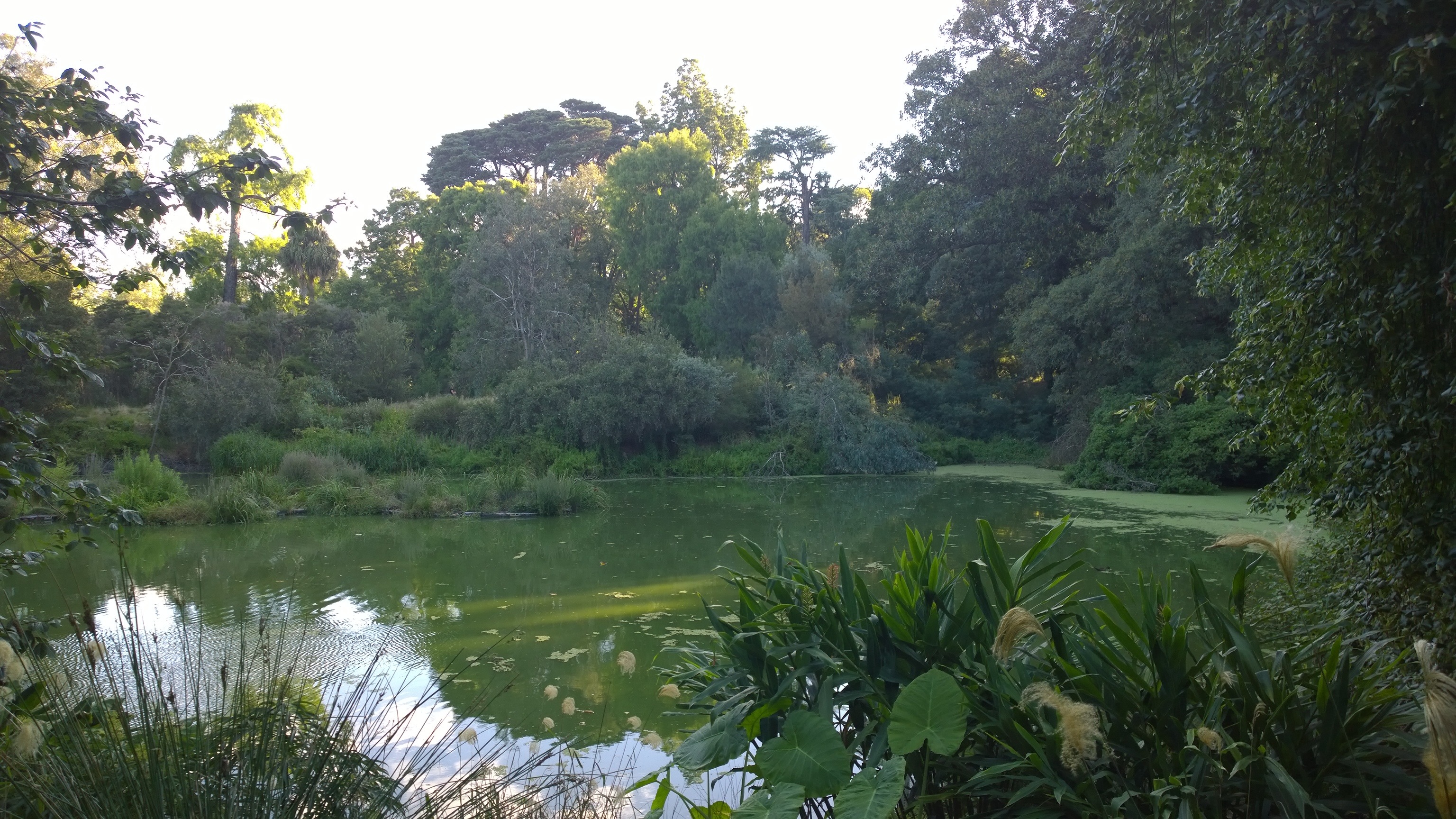 Forest Pond With Greenery, nature fine art print by UNFRAMED Archive, 24 x 16 in